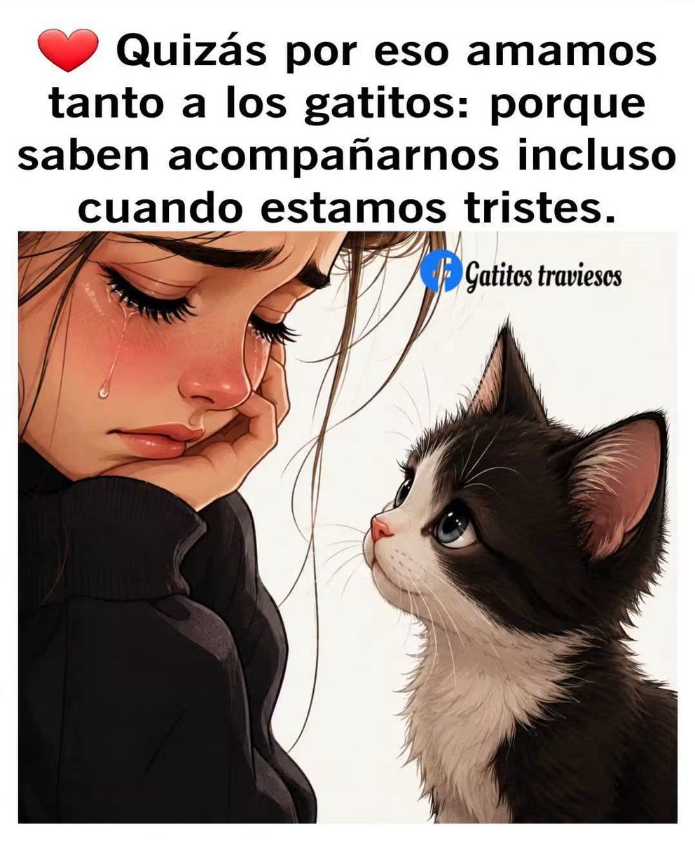 arbollima's tweet photo. 😆🥰#Michis ☝️Uno 👋#Saludando de 🫰Manera 🫶#Amigable y 🗣#Ronco &amp; El 👣Otro 😌#Descansando 🫂Junto a su 🐰#Hermanita 👧🏻#Humana.👍

🤭 #PsicoMagiaNorNur

😸https://t.co/hZNdIfUFxP https://t.co/SeTt9LgLcU