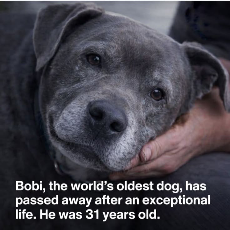 petpopular's tweet photo. https://t.co/qiK58elHvX