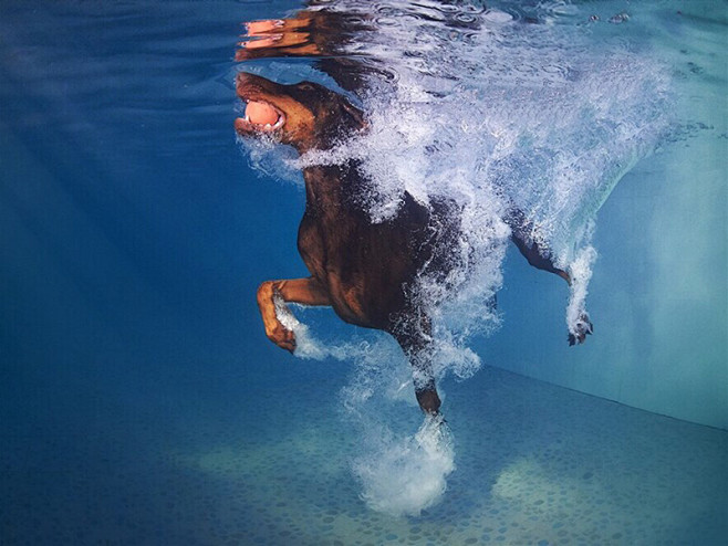 annayeon625794's tweet photo. The fluffy one swims steadily, leaving a busy, reliable vibe. https://t.co/8GPDjDzYKC