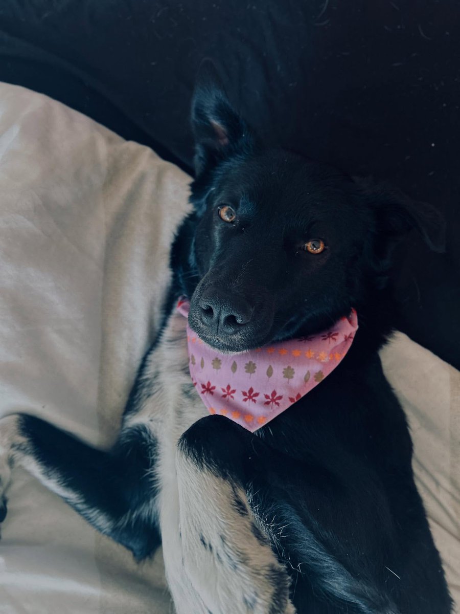 FrRodriguin's tweet photo. A new month, a new me 🤩 What word rhymes with month? A bandana goes to whoever finds the closest rhyming word 🤔

Happy first day of September! 🗓️ Happy National No Rhyme No Reason Day (highlighting unique words with no proper rhyming words) 😁 https://t.co/3FDtDamtmf