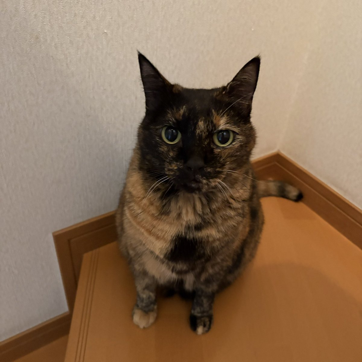 vkbheItIRKGdeem's tweet photo. おぃアジア大会のマスコット！
お前知られなさ過ぎだぎゃ〜😸
なんて名前だったかなぁ⁈
#猫　#保護猫　#さびねこ https://t.co/KbYEqe56Aa
