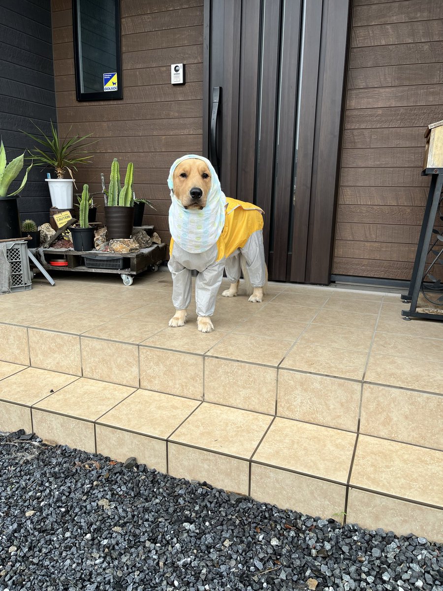 _mogutaro's tweet photo. #ゴールデンレトリバー
雨でも散歩に行きたい犬 https://t.co/PwPwszEKDt
