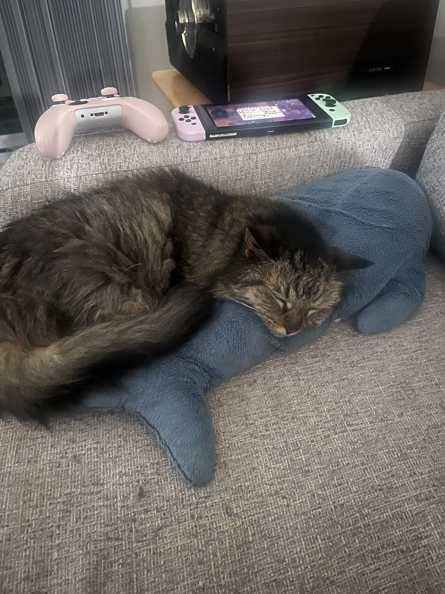 goodgirljuliee's tweet photo. Oaghe I love you blahaj 🦈💕❤️ https://t.co/r1HGXk2nNB