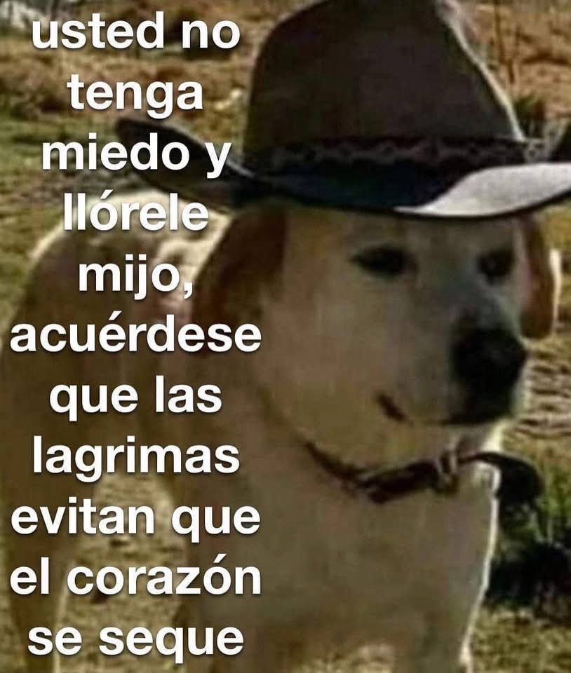 DiloConPerritos's tweet photo. https://t.co/CjVrLbwuIl