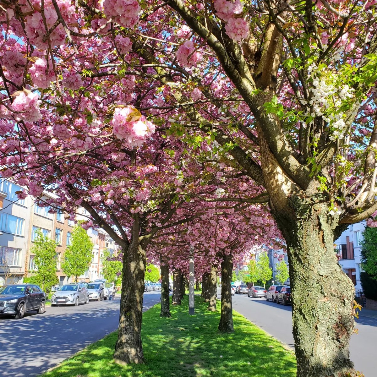 PretobCarlos's tweet photo. Blooming Brussels 🌺🌺🌺

#wanderlust #adventureseeker #doyoutravel #travelmore #goexplore #wonderfulplaces #openmyworld #lovetotravel #adventurethatislife #roamtheplanet #Travelbook #Traveller #Travel_Captures #Instatravel #SeeTheWorld https://t.co/MOIQ21jIH2