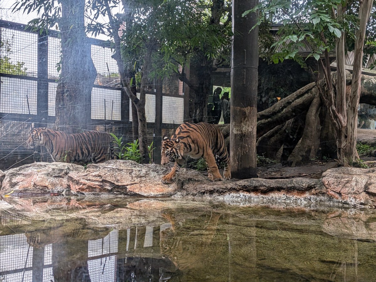 occkey_9106's tweet photo. 昨日は上野動物園デートは本当に癒された🥰
ありがとうの一言しかない🙇
#上野動物園 https://t.co/RMxNaEocHM