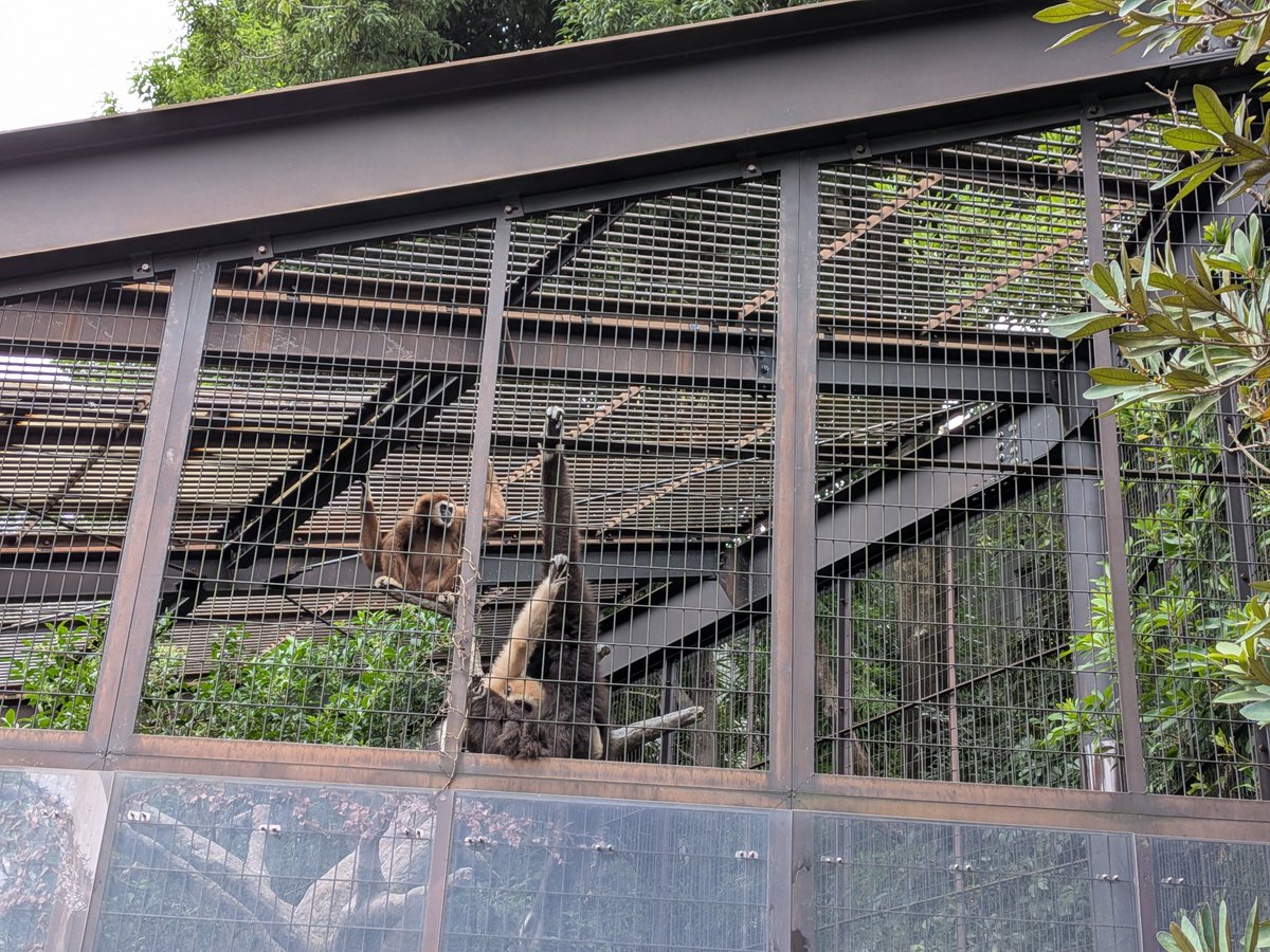 occkey_9106's tweet photo. 昨日は上野動物園デートは本当に癒された🥰
ありがとうの一言しかない🙇
#上野動物園 https://t.co/RMxNaEocHM