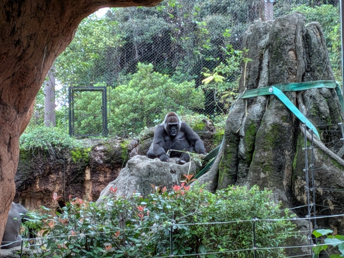 occkey_9106's tweet photo. 昨日は上野動物園デートは本当に癒された🥰
ありがとうの一言しかない🙇
#上野動物園 https://t.co/RMxNaEocHM