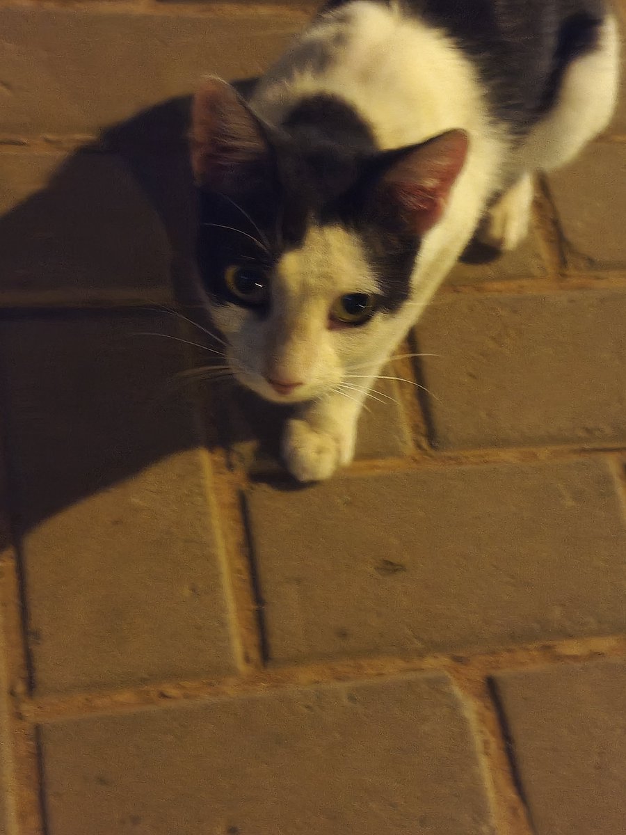 sonichedho's tweet photo. Eles param de fugir de  mim https://t.co/kmpxSWf4ib
