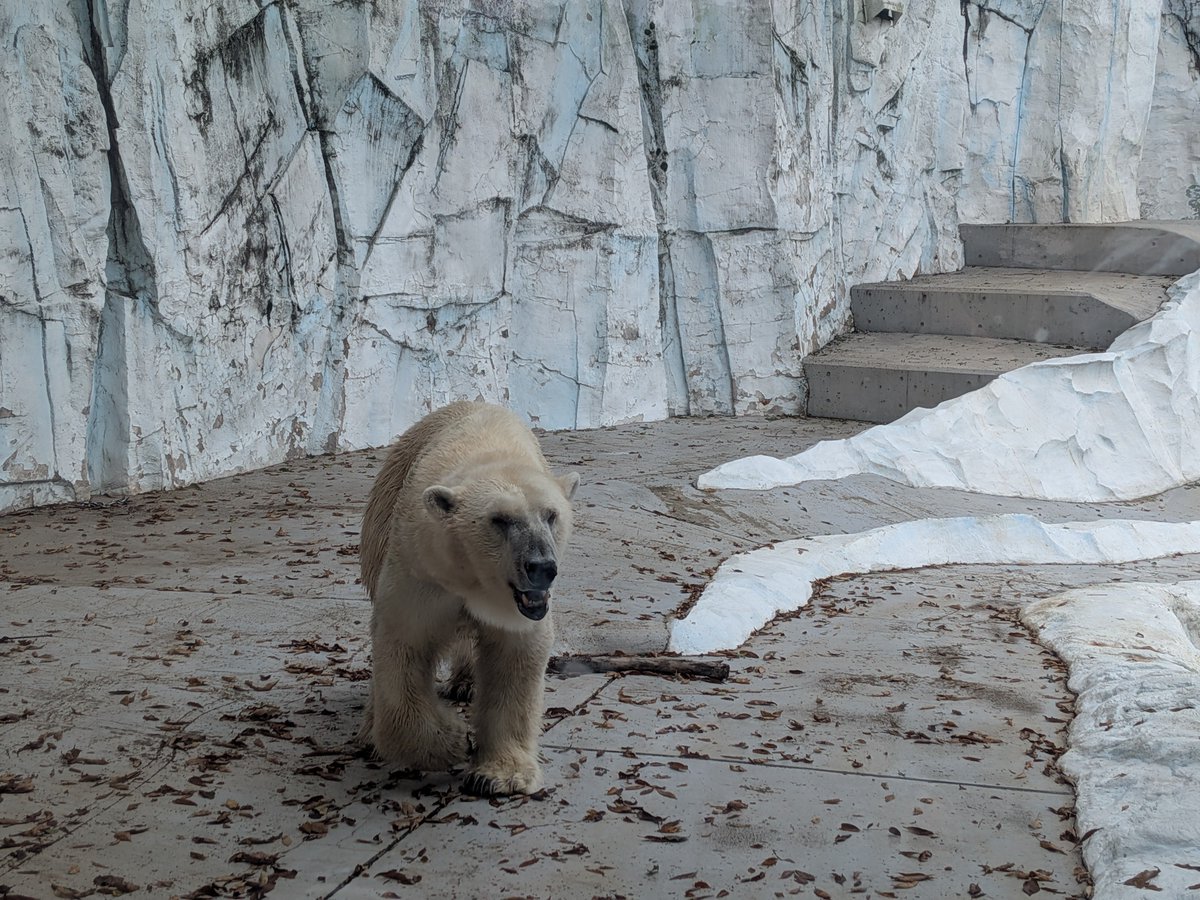 occkey_9106's tweet photo. 上野動物園(Part2) https://t.co/3pKEiXRmJE