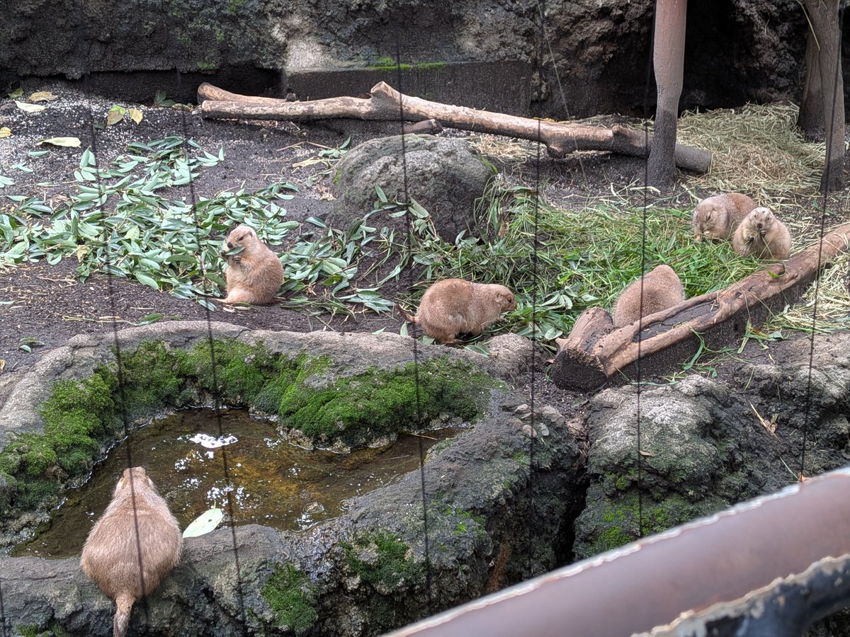 occkey_9106's tweet photo. 上野動物園(Part2) https://t.co/3pKEiXRmJE