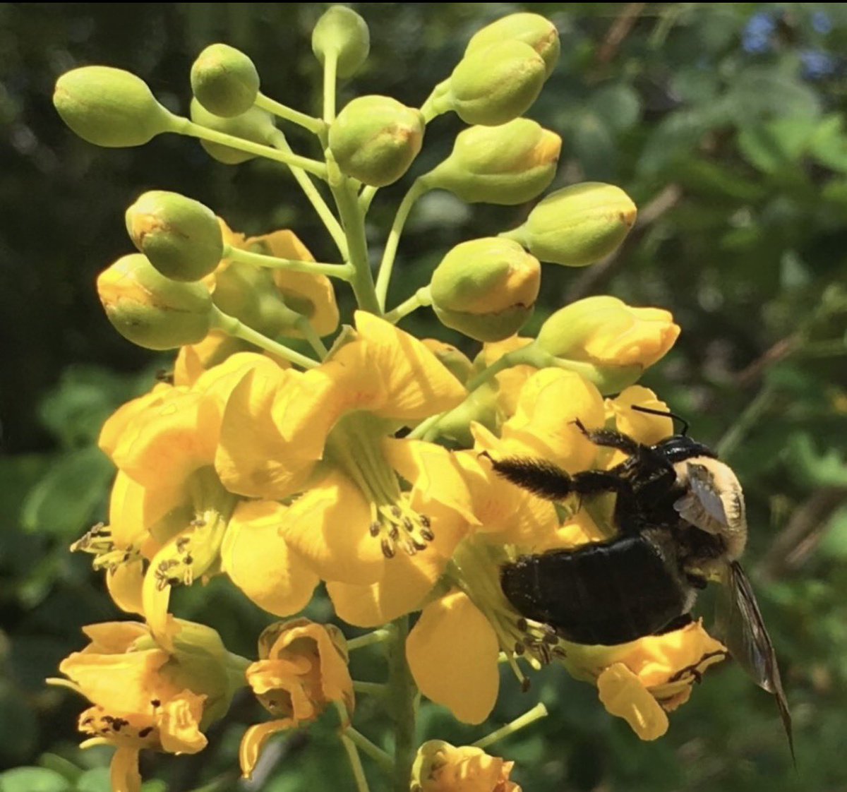 CLongo7mn's tweet photo. @DarrenChen528 Bee on yellow flower https://t.co/eyDo0hLNi4