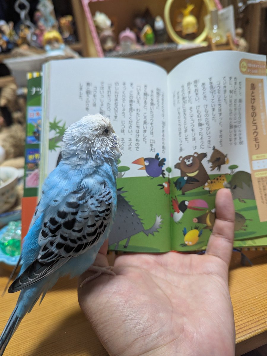 umikuma758's tweet photo. ✨✨✨✨✨✨✨✨✨✨✨✨✨
鳥さんとの絵本の読み聞かせした。
僕が読むと鳥さんもﾋﾟﾖﾋﾟﾖﾓｺﾞﾓｺﾞ…
ページをめくる時に後方に下がり
おしまいと伝えるとｴｯ!!みたいな顔。
鳥さんが可愛い。いつも可愛い🩵
✨✨✨✨🎶🐻📖🐦🎶✨✨✨✨
#昨晩の鳥さん https://t.co/DbMKXRQPvD