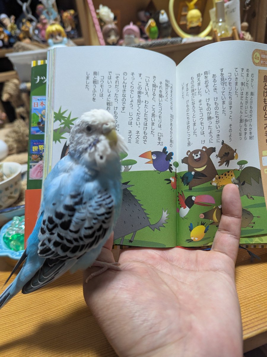 umikuma758's tweet photo. ✨✨✨✨✨✨✨✨✨✨✨✨✨
鳥さんとの絵本の読み聞かせした。
僕が読むと鳥さんもﾋﾟﾖﾋﾟﾖﾓｺﾞﾓｺﾞ…
ページをめくる時に後方に下がり
おしまいと伝えるとｴｯ!!みたいな顔。
鳥さんが可愛い。いつも可愛い🩵
✨✨✨✨🎶🐻📖🐦🎶✨✨✨✨
#昨晩の鳥さん https://t.co/DbMKXRQPvD