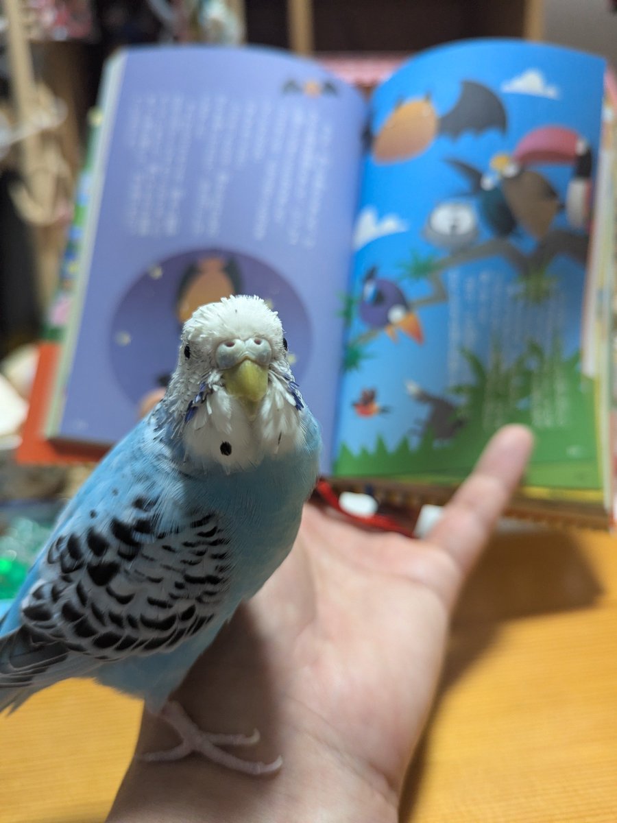 umikuma758's tweet photo. ✨✨✨✨✨✨✨✨✨✨✨✨✨
鳥さんとの絵本の読み聞かせした。
僕が読むと鳥さんもﾋﾟﾖﾋﾟﾖﾓｺﾞﾓｺﾞ…
ページをめくる時に後方に下がり
おしまいと伝えるとｴｯ!!みたいな顔。
鳥さんが可愛い。いつも可愛い🩵
✨✨✨✨🎶🐻📖🐦🎶✨✨✨✨
#昨晩の鳥さん https://t.co/DbMKXRQPvD