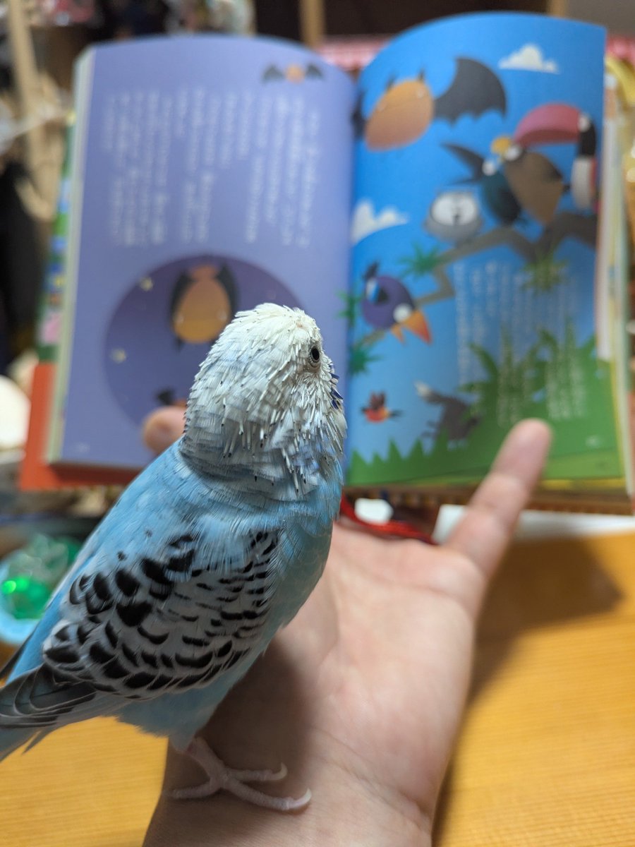 umikuma758's tweet photo. ✨✨✨✨✨✨✨✨✨✨✨✨✨
鳥さんとの絵本の読み聞かせした。
僕が読むと鳥さんもﾋﾟﾖﾋﾟﾖﾓｺﾞﾓｺﾞ…
ページをめくる時に後方に下がり
おしまいと伝えるとｴｯ!!みたいな顔。
鳥さんが可愛い。いつも可愛い🩵
✨✨✨✨🎶🐻📖🐦🎶✨✨✨✨
#昨晩の鳥さん https://t.co/DbMKXRQPvD