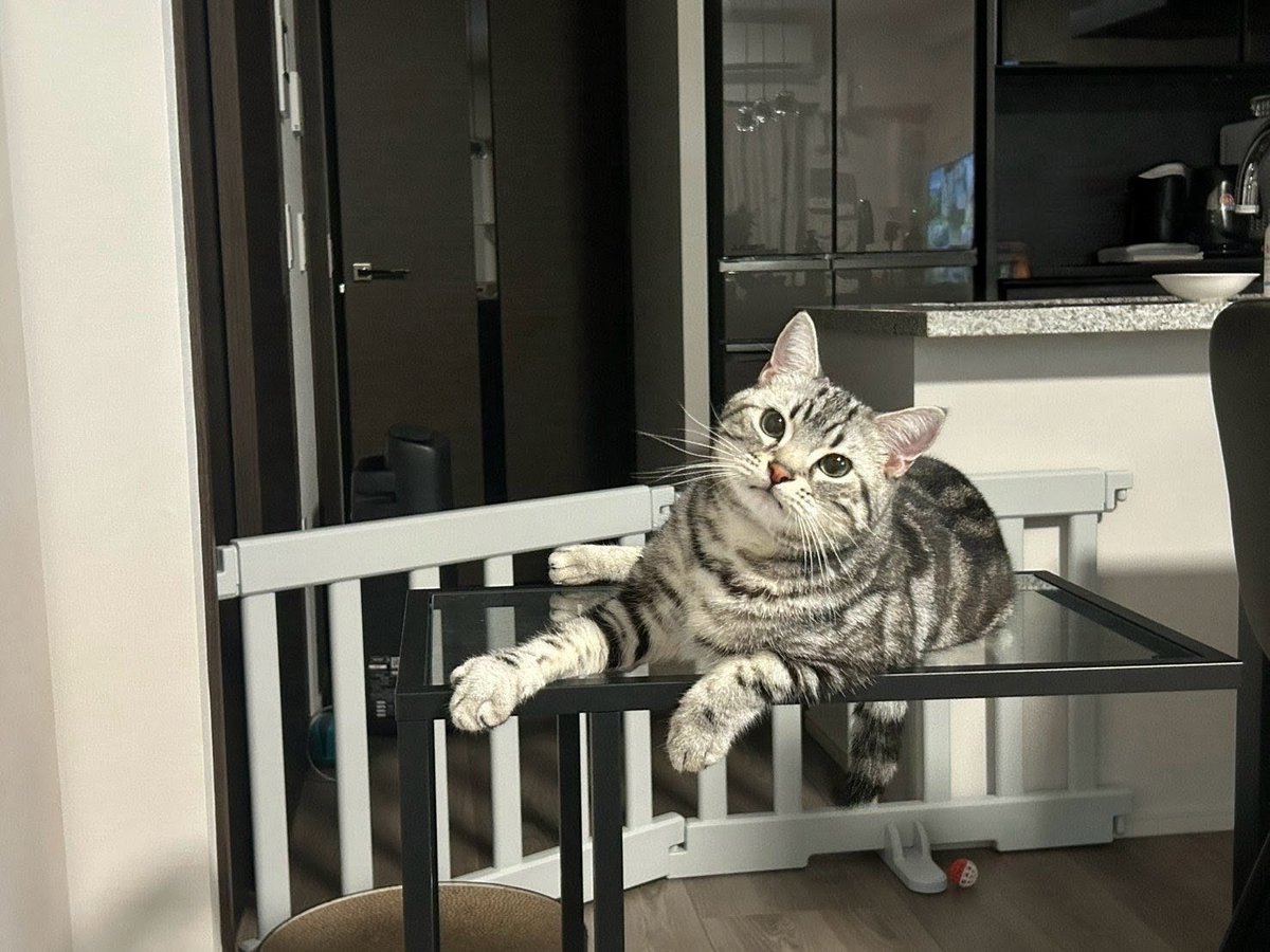 pino_notes's tweet photo. 目が合うとゆっくり瞬きしてくれるのは信頼の証☺️
#猫のいる暮らし
#猫好きさんと繋がりたい https://t.co/FmHlkor2hZ