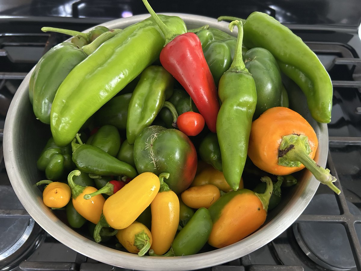 Nobody_Nobody47's tweet photo. Harvest season is winding down. I thought I’d get very few peppers today, but ended up with a lot more than I anticipated. So another batch of salsa it is. I got everything prepped today so that I can can it up after work tomorrow. We grew everything ourselves. Plenty to share! https://t.co/ksXZs7VzHo