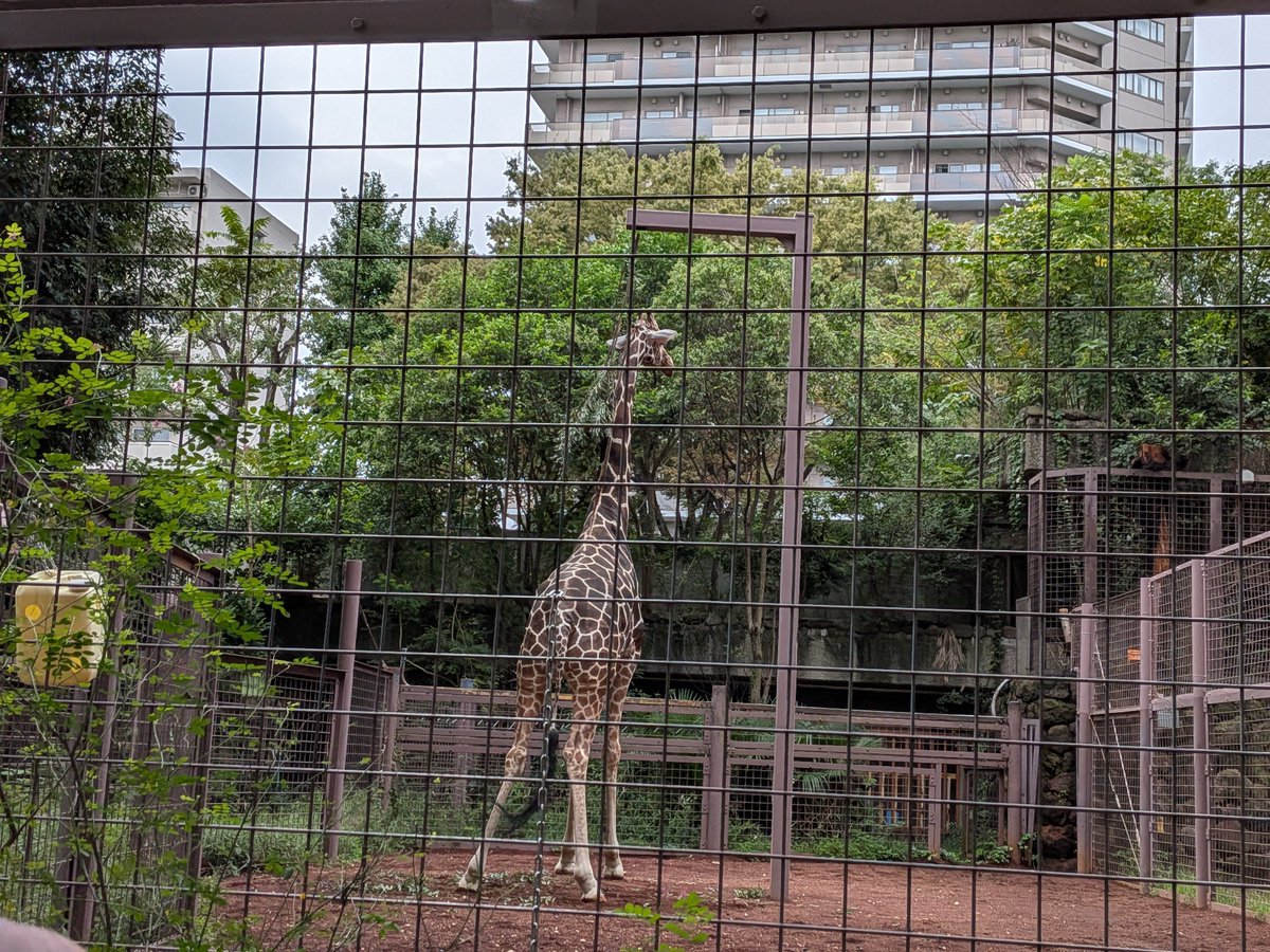 occkey_9106's tweet photo. 上野動物園(Part3) https://t.co/BDzdfCxOP9