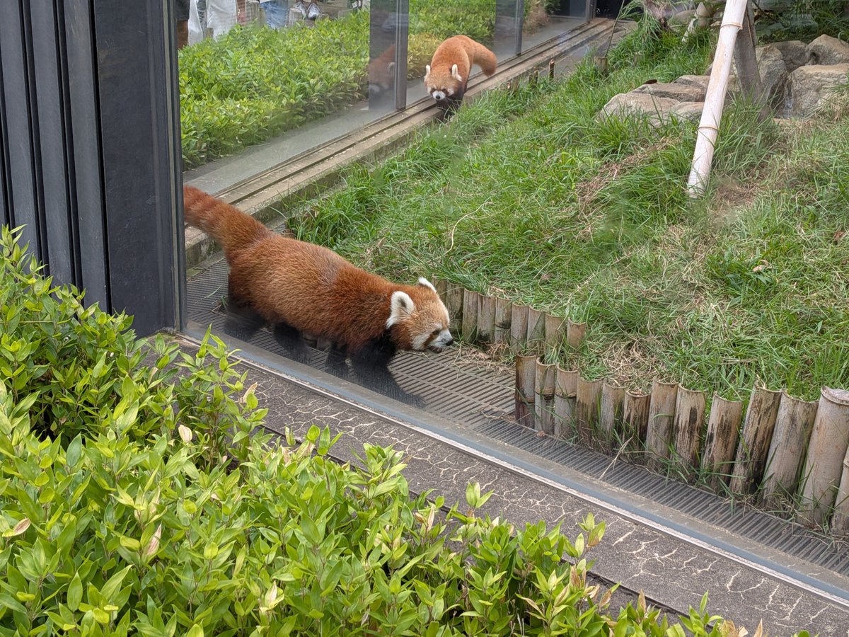 occkey_9106's tweet photo. 上野動物園(Part3) https://t.co/BDzdfCxOP9
