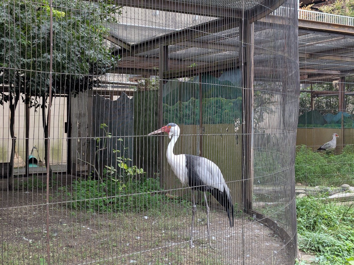 occkey_9106's tweet photo. 上野動物園(Part3) https://t.co/BDzdfCxOP9