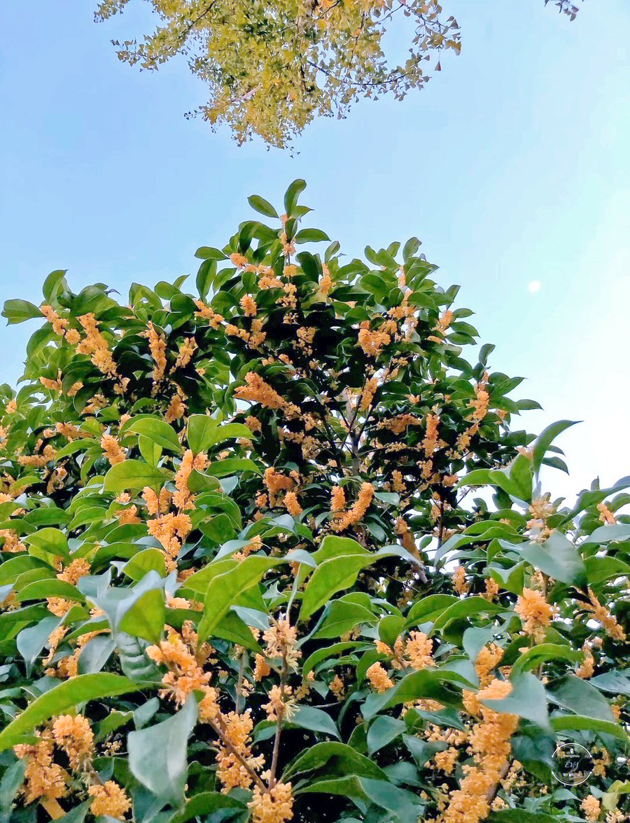y94s6's tweet photo. When the golden osmanthus sways gently, the pear blossoms by the pond ripple softly—autumn’s quiet romance wraps every corner.， https://t.co/P6VRYE4yvw