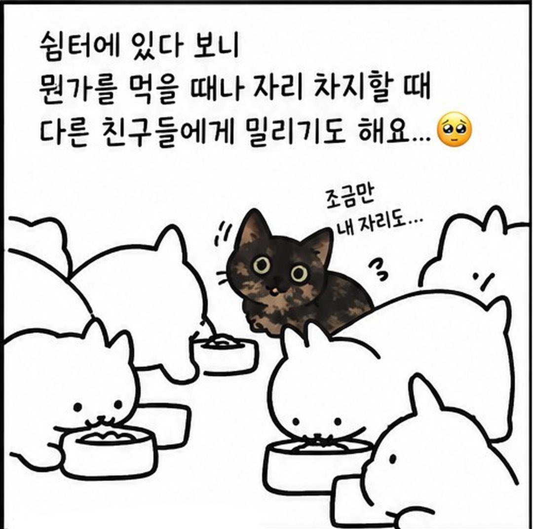 dang_nyangee's tweet photo. 세 발냥 흑당이의 가족을 찾아요🐾

이름: 흑당
성별: 여아
나이: 2-3살 추정

흑당이는 무언가에 묶여 천천히 한쪽 다리를 잃었어요🥹
구조 후에도 무언가 몸이 닿으면 너무 놀라고... 아마 많이 무서웠나 봐요.

이제 시간도 제법 지났고
사람과 함께 살아야 하기에 순화를 진행 중이에요
추르도 잘 받아먹고 가끔 손길도 받아준답니다🪽

워낙 온순한 아이라 친구들과도 잘 어울리는 사교성 만점!
다리는 셋이지만 잘 놀고 잘 뛰고!
일상생활에는 전혀 문제가 없어요😏

게다가 아메숏 믹스라 에메랄드 눈에 검정과 은빛이 조화롭게 섞여 고급지면서도 유니크한 우리 흑당이!

애교스럽고 엉뚱한 면도 많아
집사님의 웃음을 보장합니다🥰

👉흑당이는 현재 쉼터에서 너무나도 잘 지내고 있지만 어쩔 수 없이 먹을 때나 자리를 차지할 때 다른 친구들한테 좀 밀리는 것 같아요🥹
흑당이는 가정 생활이 꼭 필요한 아이에요🙏🏻
(하츠, 스토리 공유, 응원의 댓글은 흑당이에게 큰 힘이 되어요❣️)

#고양이입양 #고양이입양홍보  #구조묘 #구조묘입양 평생가족을찾아요 #사지말고입양하세요