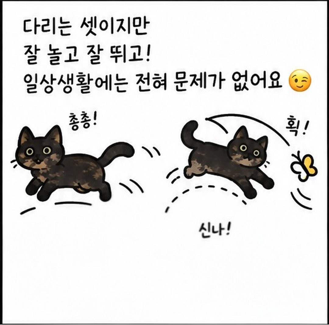 dang_nyangee's tweet photo. 세 발냥 흑당이의 가족을 찾아요🐾

이름: 흑당
성별: 여아
나이: 2-3살 추정

흑당이는 무언가에 묶여 천천히 한쪽 다리를 잃었어요🥹
구조 후에도 무언가 몸이 닿으면 너무 놀라고... 아마 많이 무서웠나 봐요.

이제 시간도 제법 지났고
사람과 함께 살아야 하기에 순화를 진행 중이에요
추르도 잘 받아먹고 가끔 손길도 받아준답니다🪽

워낙 온순한 아이라 친구들과도 잘 어울리는 사교성 만점!
다리는 셋이지만 잘 놀고 잘 뛰고!
일상생활에는 전혀 문제가 없어요😏

게다가 아메숏 믹스라 에메랄드 눈에 검정과 은빛이 조화롭게 섞여 고급지면서도 유니크한 우리 흑당이!

애교스럽고 엉뚱한 면도 많아
집사님의 웃음을 보장합니다🥰

👉흑당이는 현재 쉼터에서 너무나도 잘 지내고 있지만 어쩔 수 없이 먹을 때나 자리를 차지할 때 다른 친구들한테 좀 밀리는 것 같아요🥹
흑당이는 가정 생활이 꼭 필요한 아이에요🙏🏻
(하츠, 스토리 공유, 응원의 댓글은 흑당이에게 큰 힘이 되어요❣️)

#고양이입양 #고양이입양홍보  #구조묘 #구조묘입양 평생가족을찾아요 #사지말고입양하세요