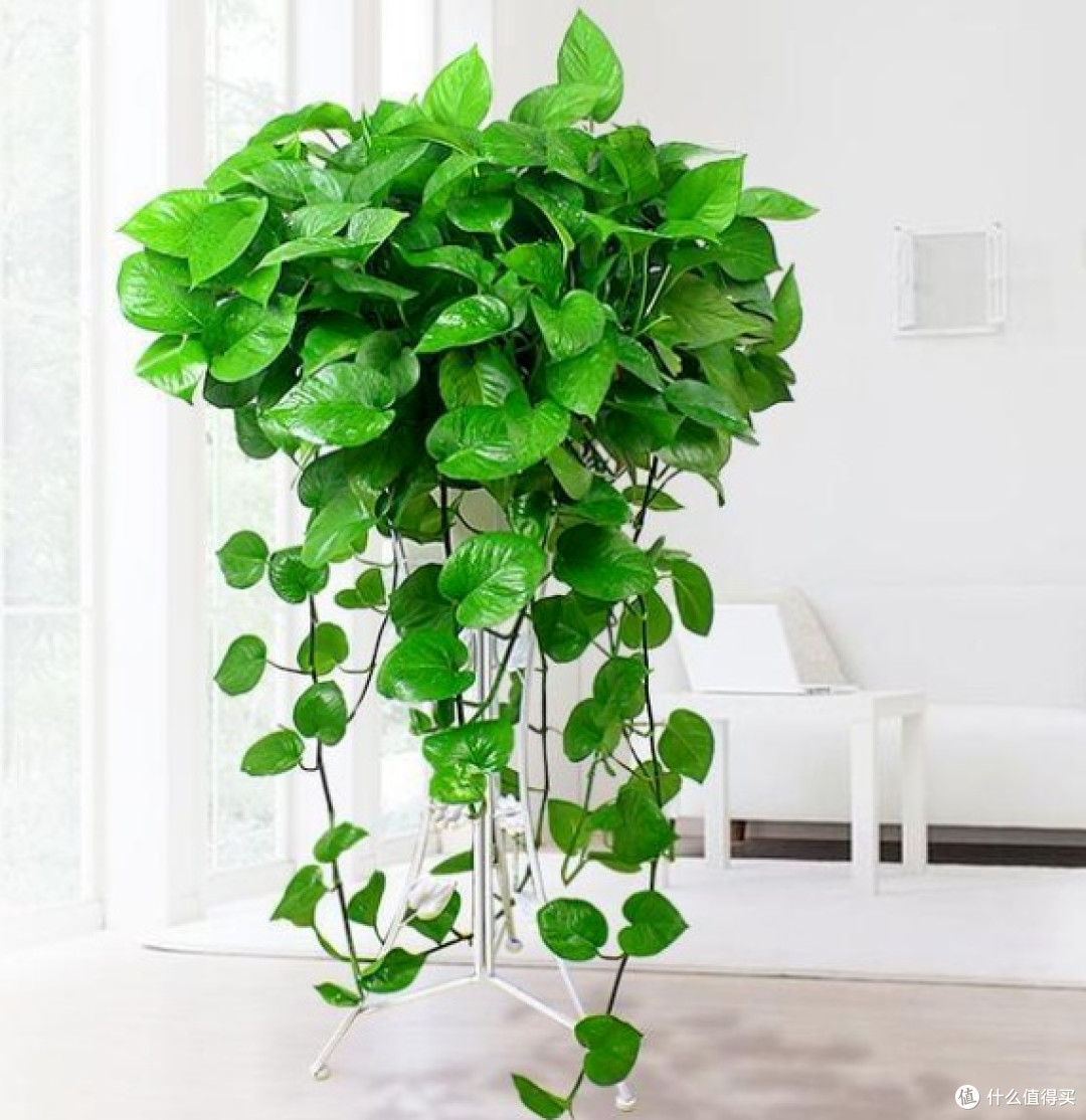 IrenaTshud87g's tweet photo. Keep your pothos thriving: water when the top 2 inches of soil feel dry, place in bright indirect light, and wipe leaves monthly to remove dust! https://t.co/c5H2xHgX4g