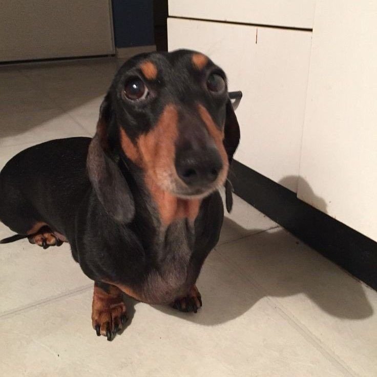 trollboness's tweet photo. o tanto q eu qria ser um cachorro salsicha nao é possivel explicar https://t.co/Ygm0P4WJd9