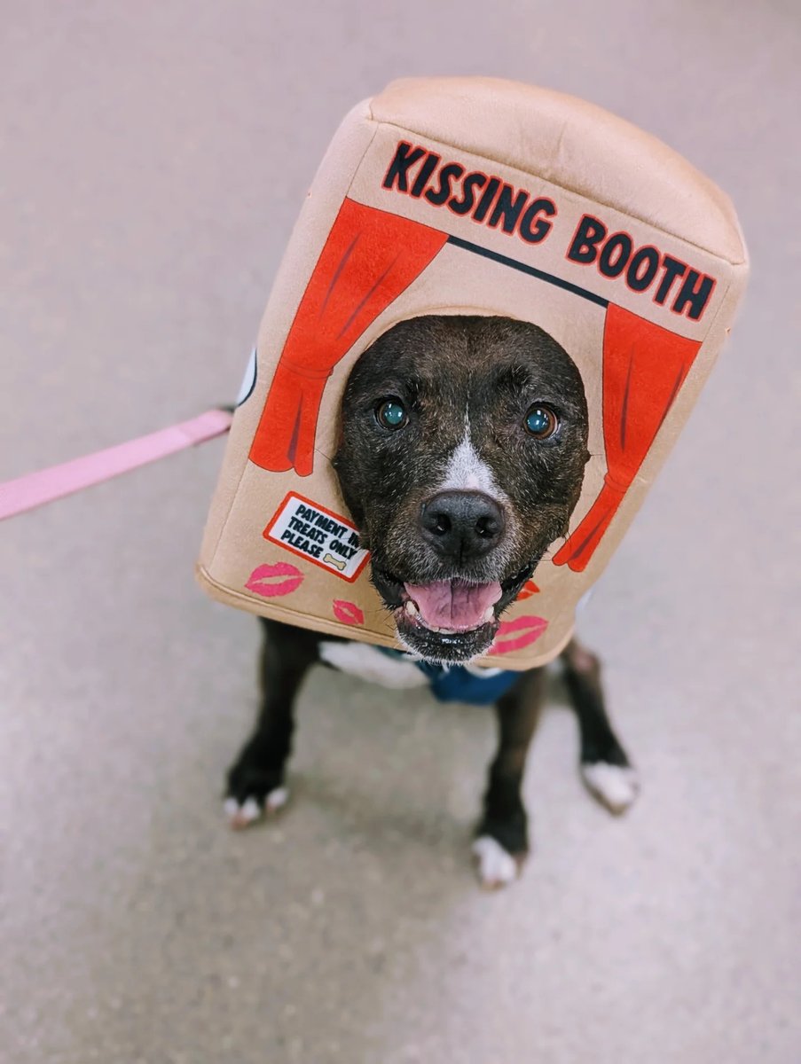nedson1's tweet photo. Spice's contribution to Vet Tech Week.. debuting her kissing booth costume. 💋

#vettech #vettechweek #vettechlife #pittie #spiceypiericecakes #dogmom https://t.co/pPCvC41MP7