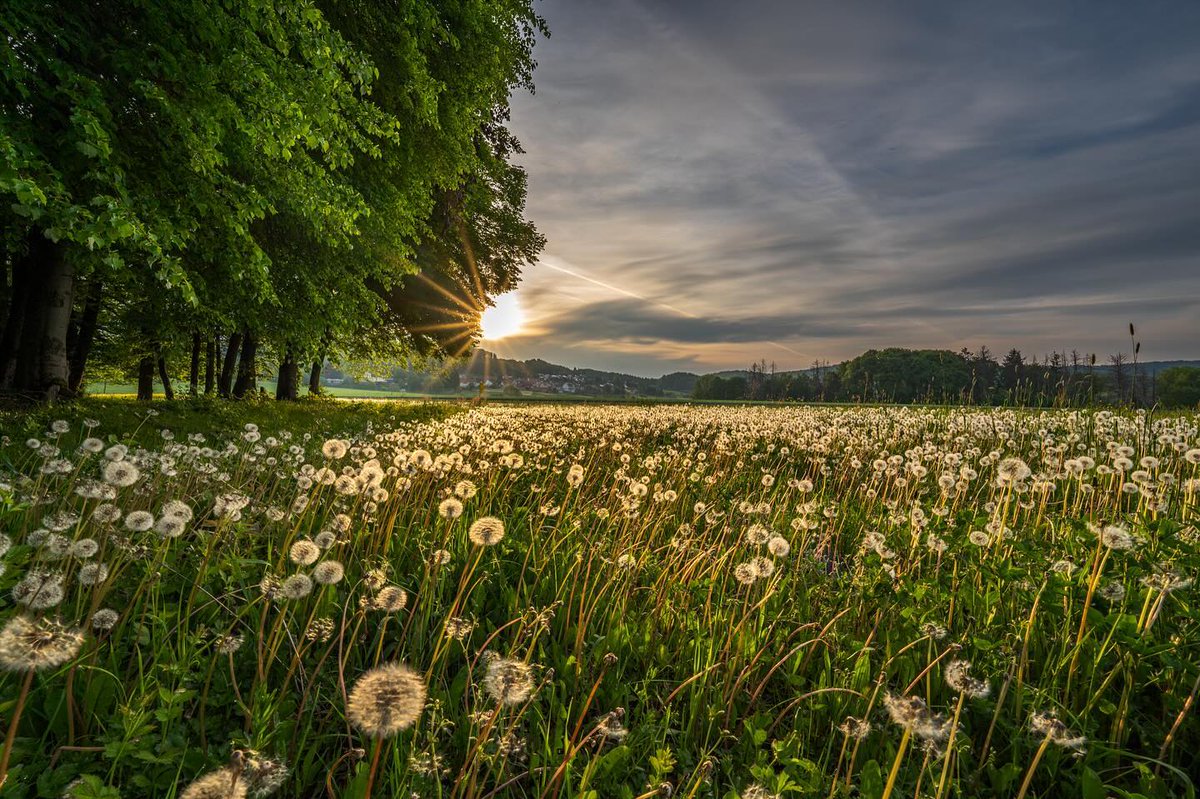 agnesdayra1's tweet photo. #hessen #nordhessen #duitsland #deutschland #germany #habichtswald #landschap #landschaft #landscape #zonsopkomst #sonnenaufgang #sunrise #sunset_sunrise_aroundworld #natuur #natur #nature #naturegram #bos #wald #woods #wanderlust #weide #wiese https://t.co/DNDGOEZ1Br