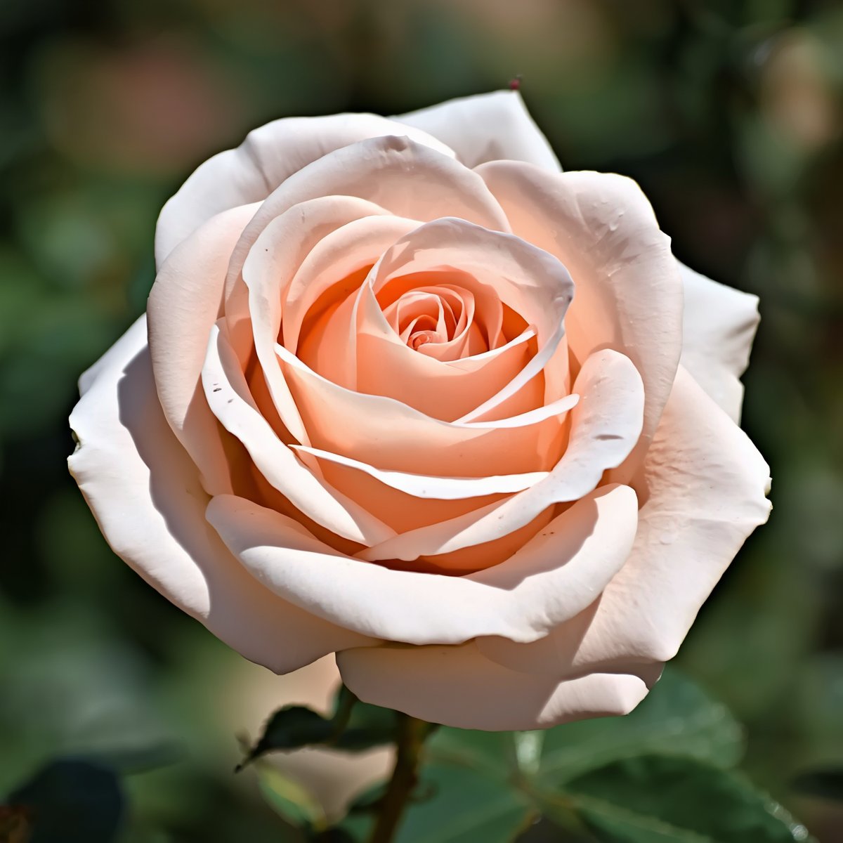 FWLMacZ95u95352's tweet photo. Shelter.  

Bloom.  

Return.

When was the last time you felt held so gently  
that your heart remembered how to open again?

光の方舟に守られた薔薇は、  
帰る場所を知っている。  
その静けさが、あなたの心にもそっと灯る。

RosePoetry  #SoulShelter 

my📸 https://t.co/Psp4EIaYqW