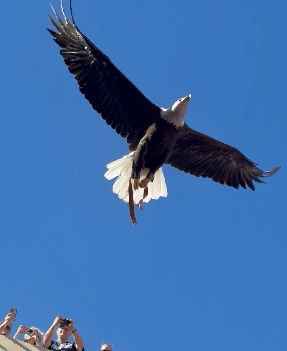 JacksonTMobley's tweet photo. Amazing shot I got of Independence yesterday during the pregame eagle flight. WDE! https://t.co/VcMuG6WAZW