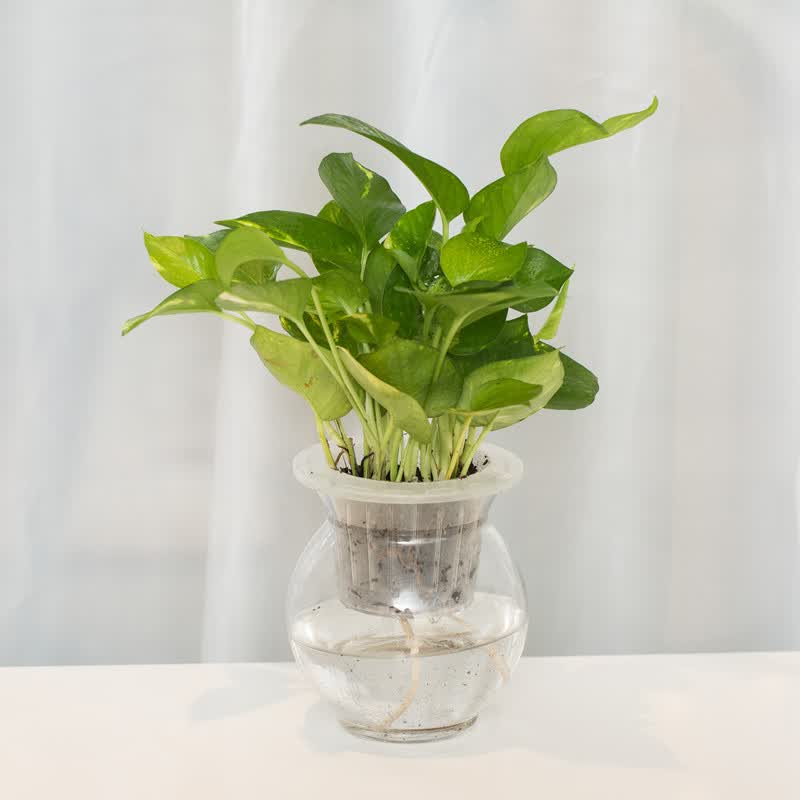KarimaMeerdink's tweet photo. Pro tip for your pothos: Rotate it weekly! This prevents one-sided growth, keeps leaves lush, and your plant will thrive even in low light. ， https://t.co/bz45BMLor7