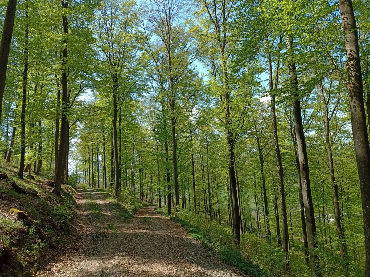 justme2by2's tweet photo. Endlich ist auch Wittgenstein nicht mehr kahl😊🌿

Wir sehen uns morgen auf dem Wollmarkt in Bad Berleburg 🫶🏼🐑🛍🚒

#mai #allesneumachtdermai #grün #waldliebe #forest #natur #naturephotography #outdoor #outdoorlovers #wanderlust #wandern https://t.co/6N68wFlyNv
