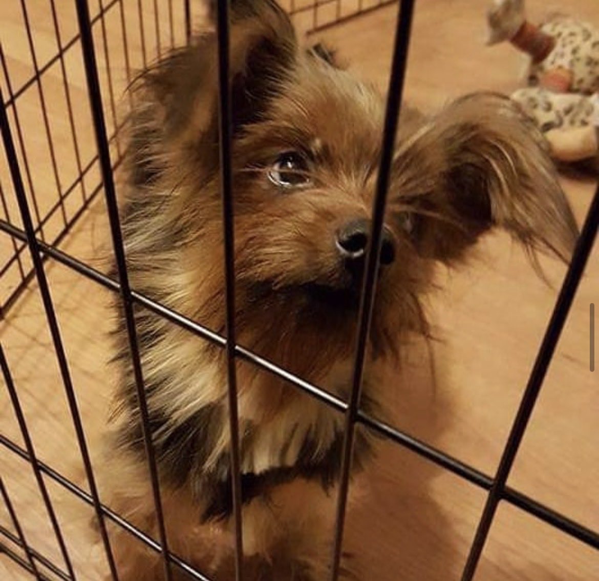 Nerdiegrl's tweet photo. @TimDrakeLabubu_ My baby Lily in her play yard (for when I was away) 🥰 https://t.co/pDTnY57VE2
