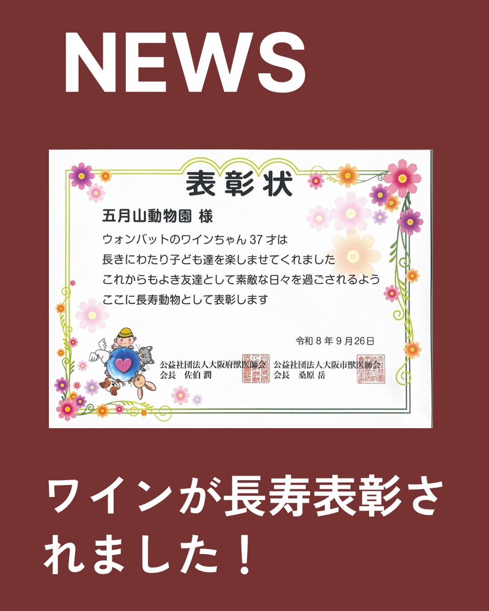 satsukiyama_zoo's tweet photo. 🎉長寿表彰をいただきました！✨
五月山動物園のウォンバット　ワインが獣医師会さまより長寿表彰をいただきました🐨🙌
長年、たくさんの方に愛されながら元気に過ごしてきました🐾
 これからも健やかに、のんびり過ごしてほしいと思います☺️
これからも応援よろしくお願いします！ https://t.co/SaN2d45HU3