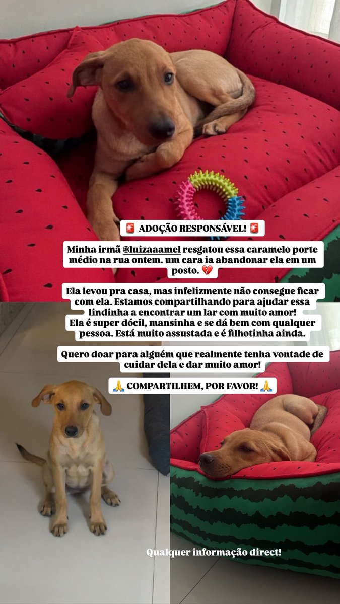 gabipsnts's tweet photo. Por favor ajudem compartilhando 🤍🙌🏼 https://t.co/OReaag1XOt