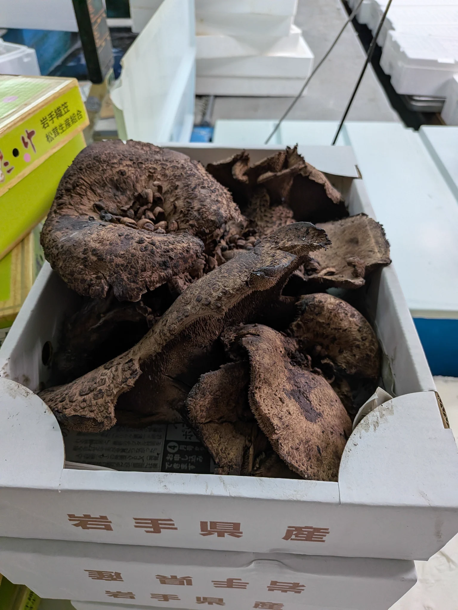 岩手県二戸産 　天然キノコ乾燥香茸 魚菜屋【天然鮮魚専門店】 on X: 