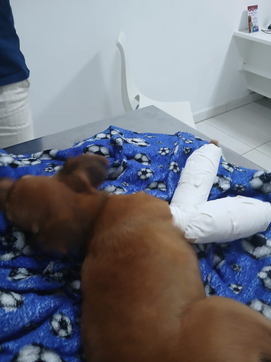 AvyZ_uta's tweet photo. Oi oi prazer pra quem não me conhece,  sou Avy, sou uma garota trans com hiperfoco em vampiro e sou streamer

Infelizmente meu cachorrinho quebrou as patas e ficou bem caro a cirurgia e eu vou ter dificuldade pra ter dinheiro pra comer por causar disso então agradeço muito quem+ https://t.co/ofFIOiSgdW