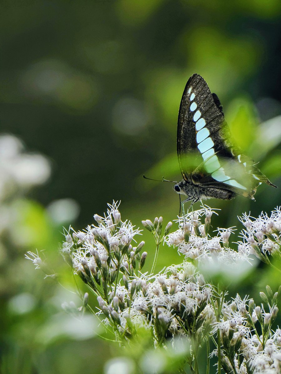 haciwar's tweet photo. 『あの日を思い出す』❀花言葉❀

#フジバカマ　#アオスジアゲハ🦋
#京都府立植物園 https://t.co/pHCEPSgtu5