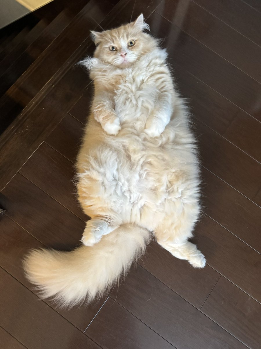 tsuredurenekoya's tweet photo. あらあら🩷
朝から可愛い事🩷
#猫のいるしあわせ https://t.co/zCeC8SSfdc