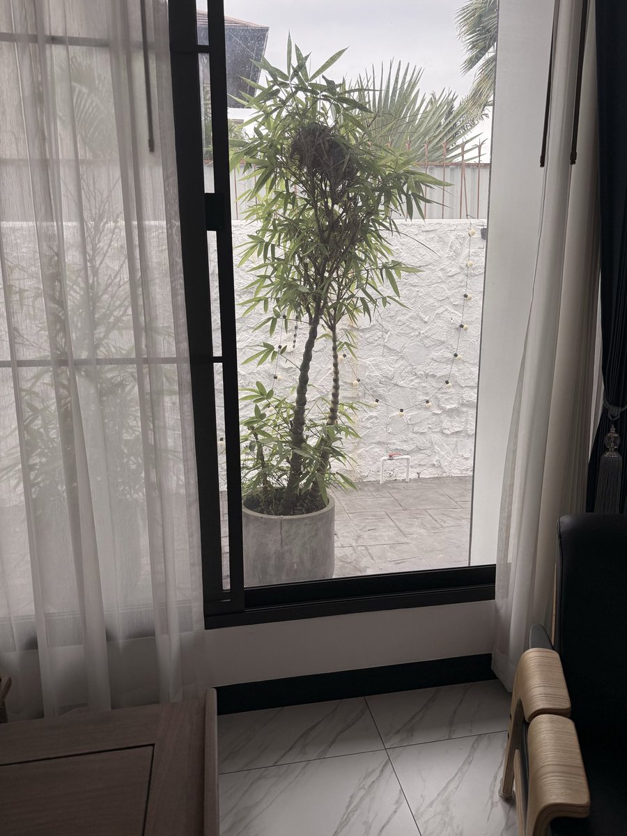 SEAsianVision's tweet photo. 🌧️雨停了，希望我的邻居小鸟们🐦都没事 https://t.co/Leg5bRcQLM