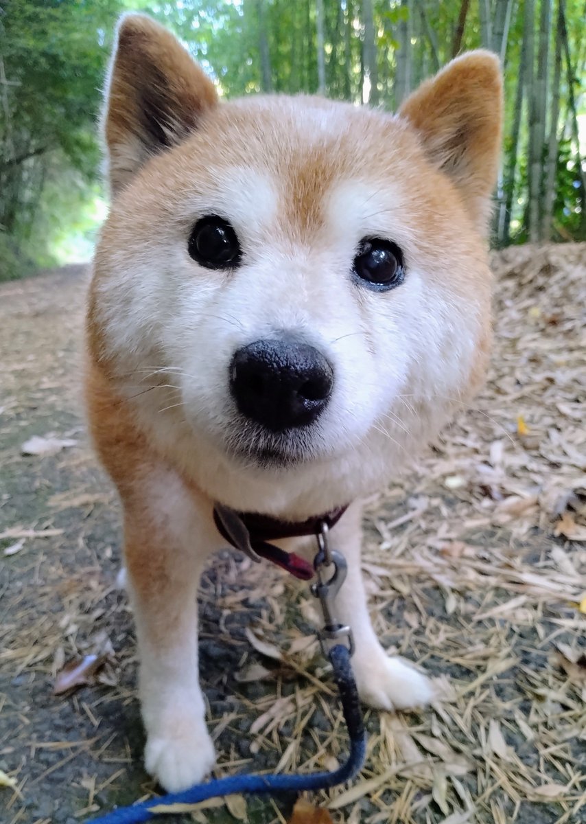 inuikaryan's tweet photo. 雨降って濡れてない？
冷たくて心細くない？
チビタが見ててあげるから😊頑張るワンよ🐶
#秘密結社老犬倶楽部天国支部 https://t.co/wz2yI10brN