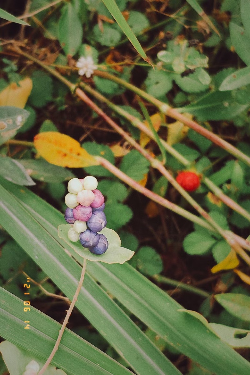 8leXPkx4FB56wYg's tweet photo. In a 瞬 of magic, the 八 -petaled 某 flower blooms, with a cluster of fresh 茁 and spicy 椒 berries tucked beneath—simple joy in nature's tiny snapshot. https://t.co/5Uzzn4aCQm