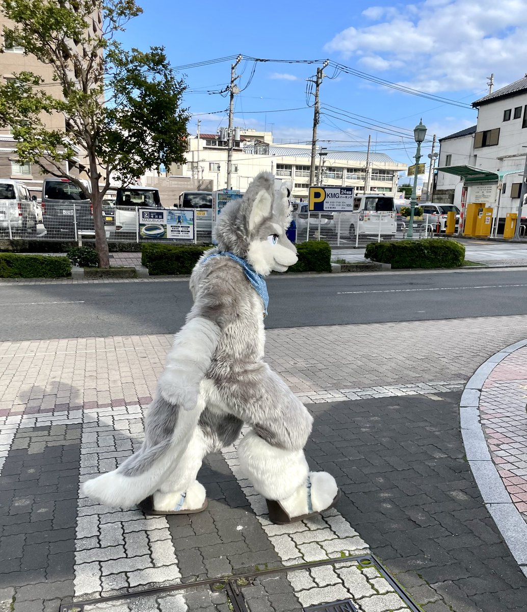 lufas_anvil's tweet photo. #ケモノをみて今週もがんばりマンデー 
🚶‍➡️🐺 https://t.co/y7435XovBi