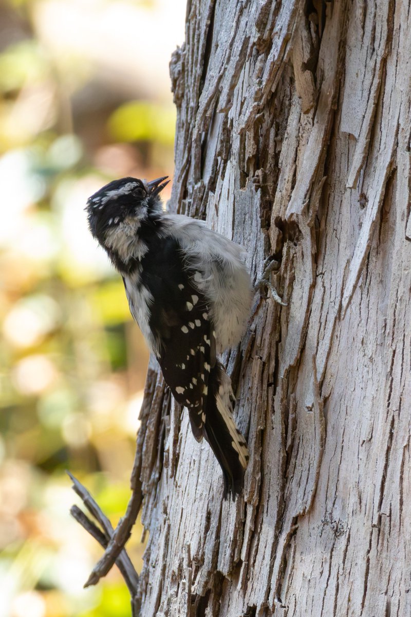 heliaetus's tweet photo. lovely downy and hairy woodpecker that decided to perch on opposite sides of the same tree https://t.co/eLSKgGmE8p
