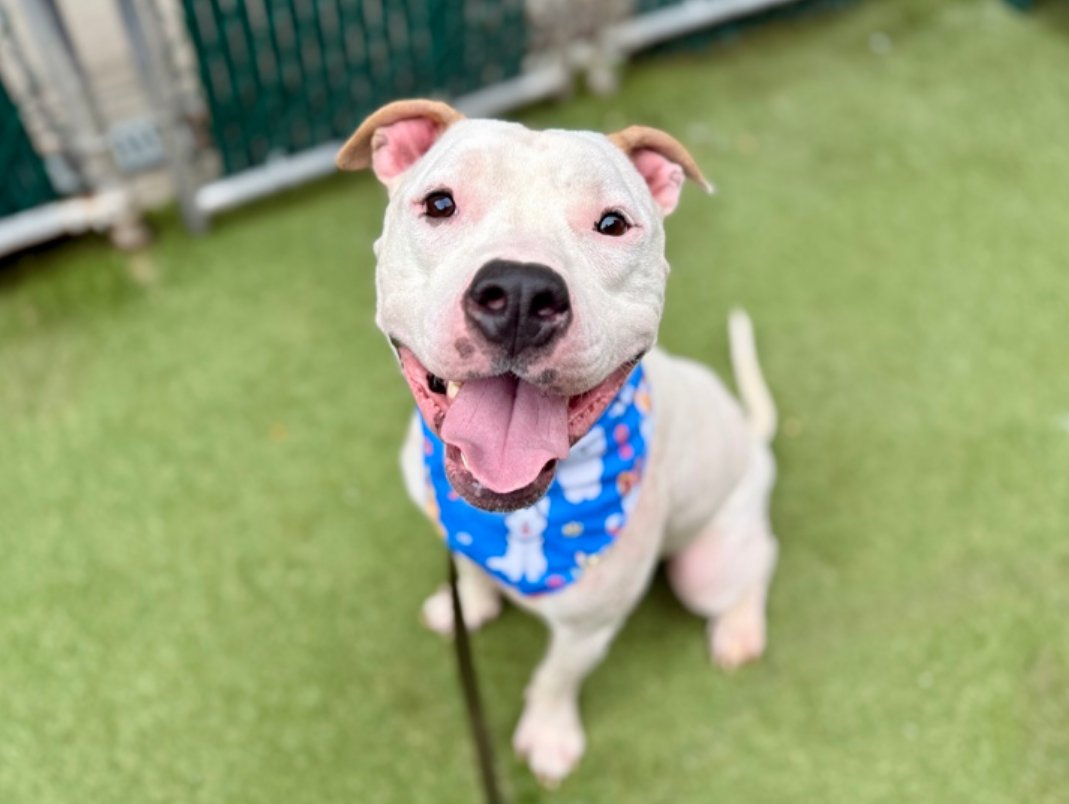 notthesameone2's tweet photo. 🐾5-y/o Mr. Speckles found abandoned in an apt & brought in early July.  Smart, knows cues, gentle, sweet, shy, sensitive, bouncy, social, treat-motivated. Earned 2nd best behavior rating, netural w/ strangers, waggy w/ dogs. Available to foster or adopt by 9/29: https://t.co/6k2UzhFal5