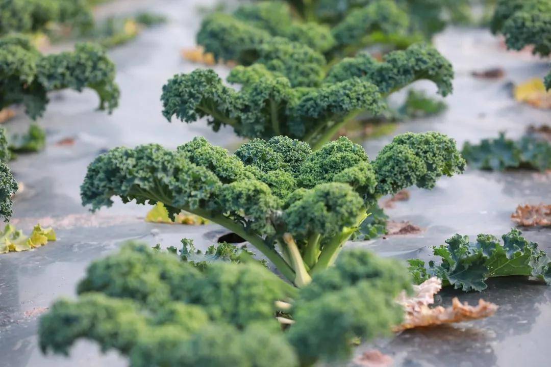 Mackenzieqp5l's tweet photo. Buscas un snack saludable y delicioso Probé estos chips de kale tostado, crujientes, sin aceite aadido y llenos de vitamina C. Perfectos para antojos sin culpa! https://t.co/SvH34LtcZ3